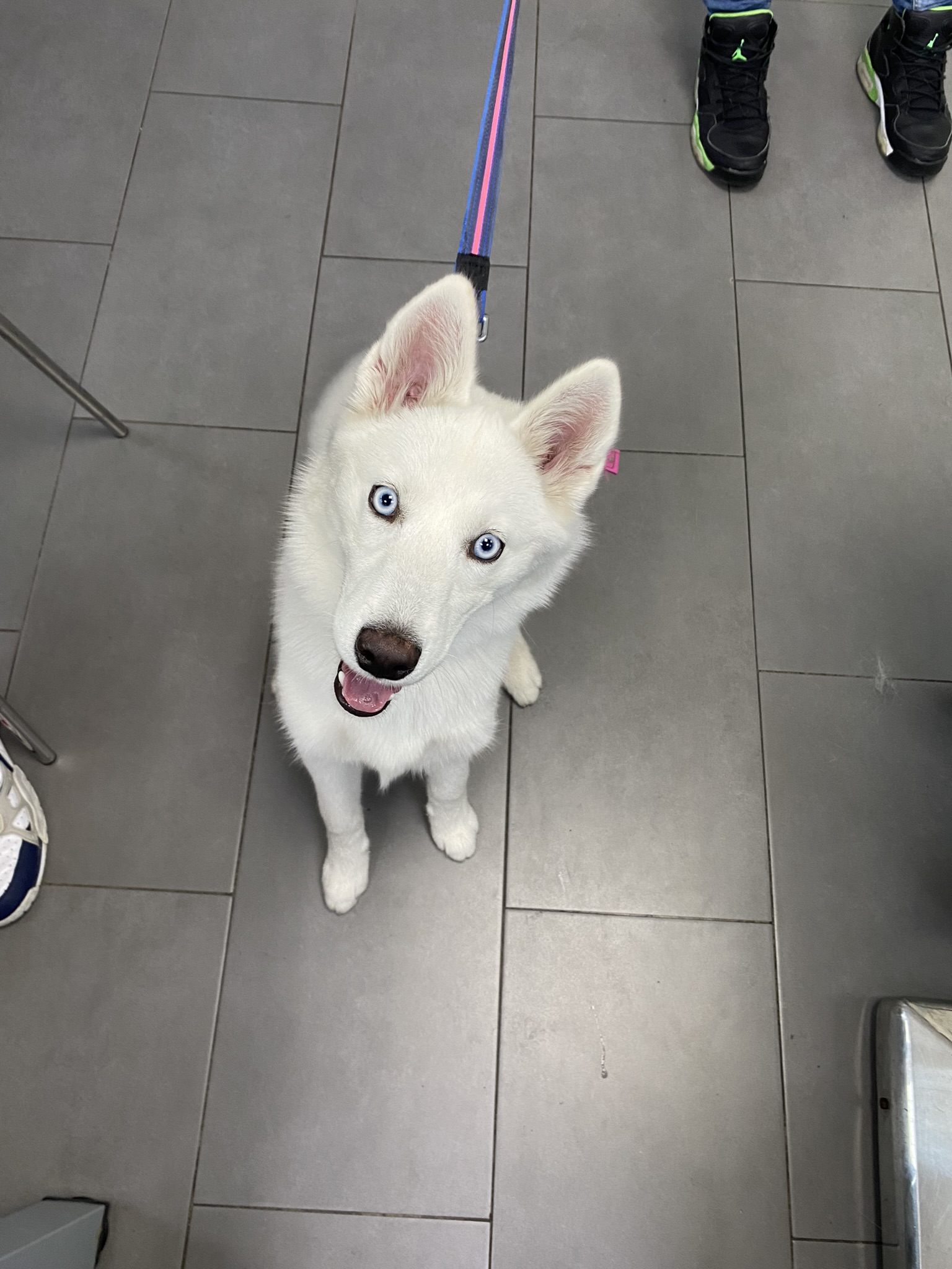 Husky blanca - Clinica Veterinaria Hispanidad