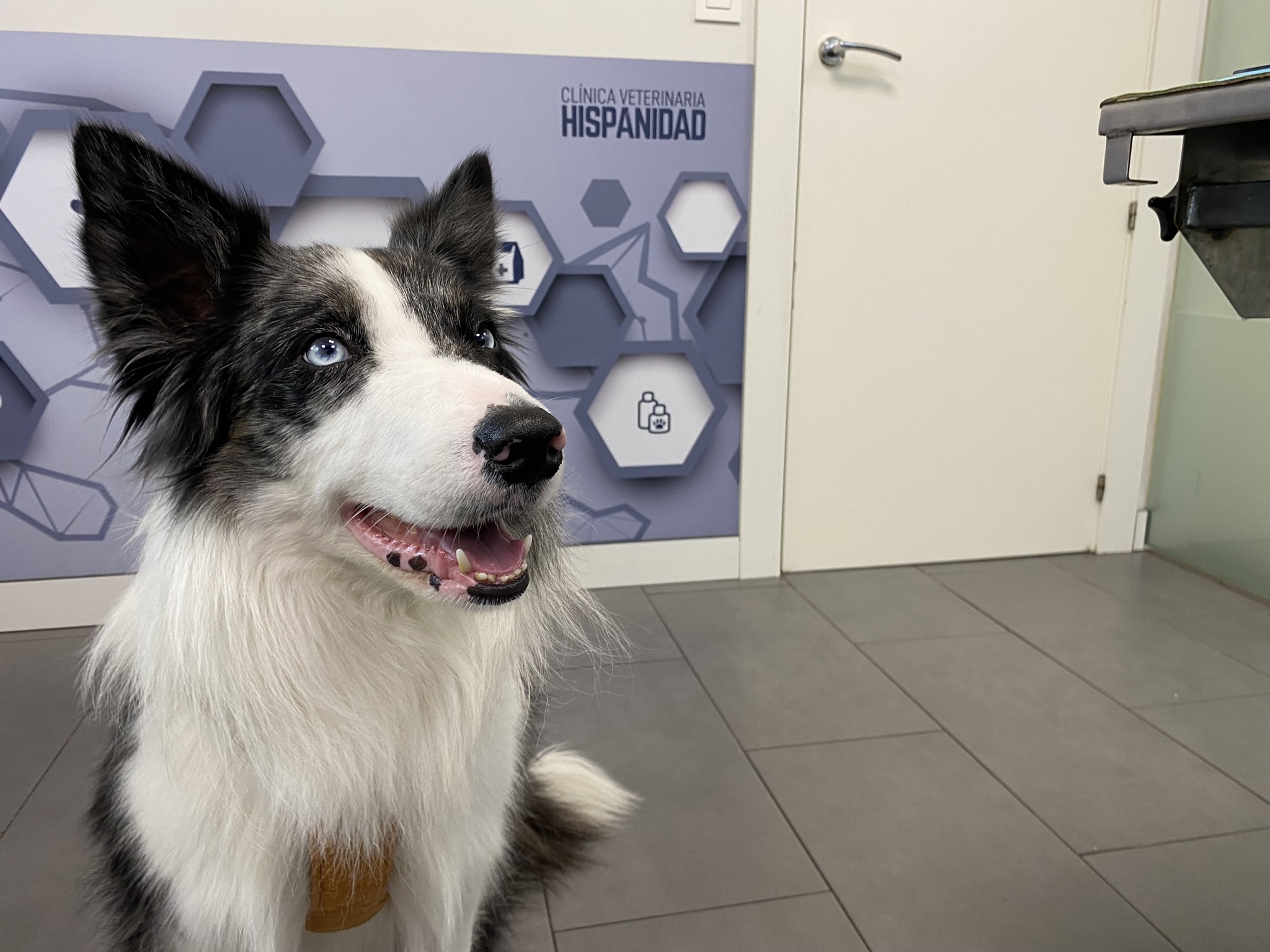 Paciente Goku-Clinica Veterinaria Hispanidad